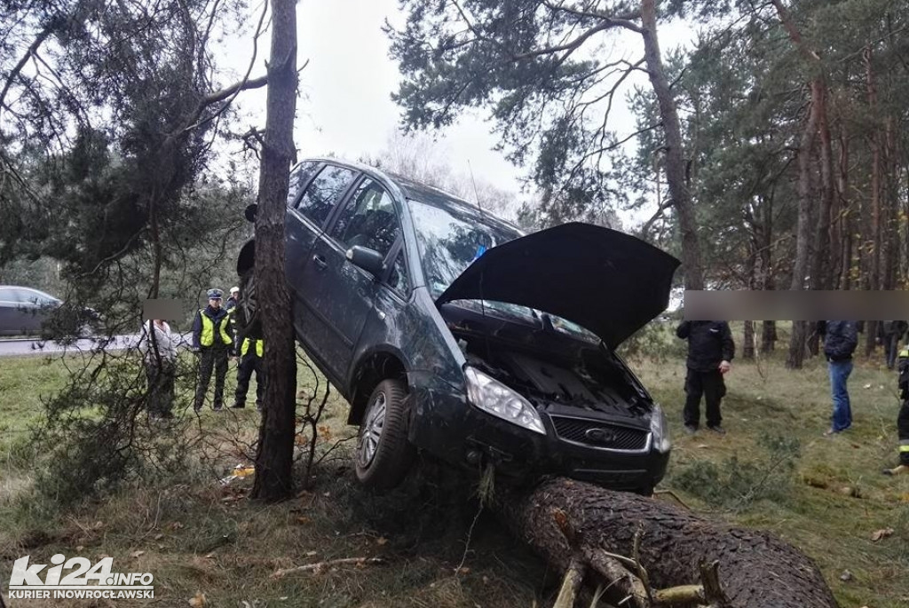 Ford zawieszony na drzewie