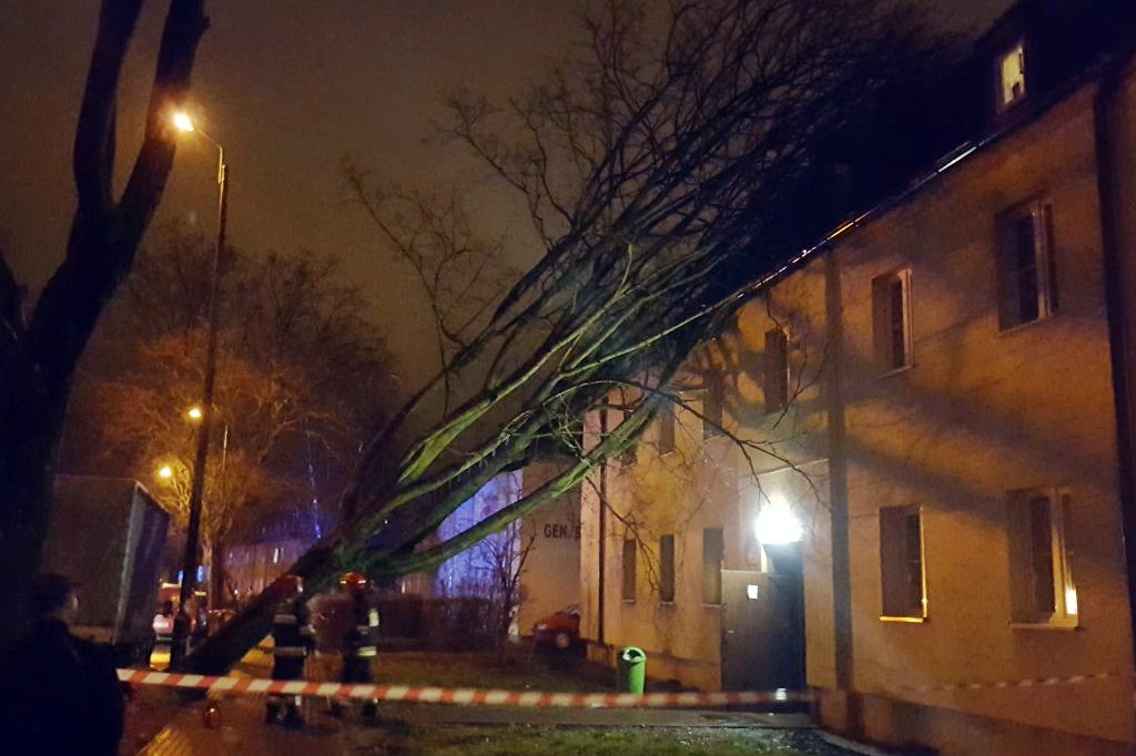 Wielkie drzewo runęło na blok