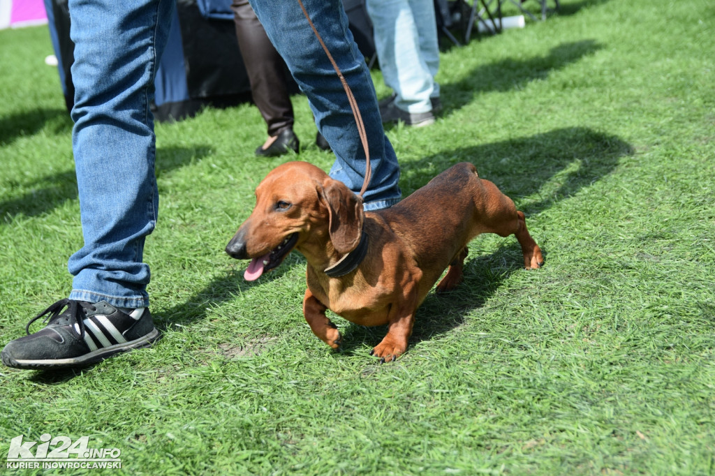 XXXIII Krajowa Wystawa Psów Rasowych