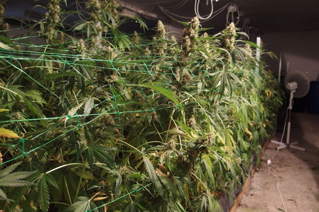 Plantacja marihuany w Kruszwicy