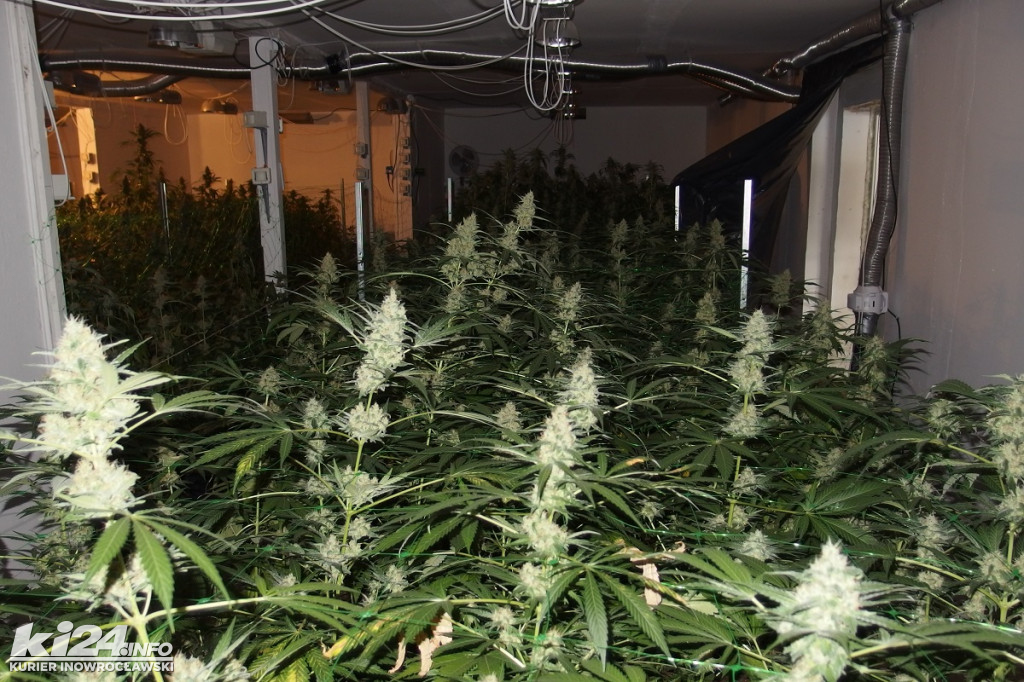 Plantacja marihuany w Kruszwicy
