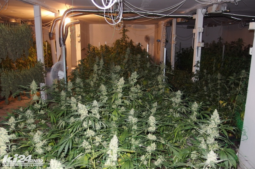 Plantacja marihuany w Kruszwicy