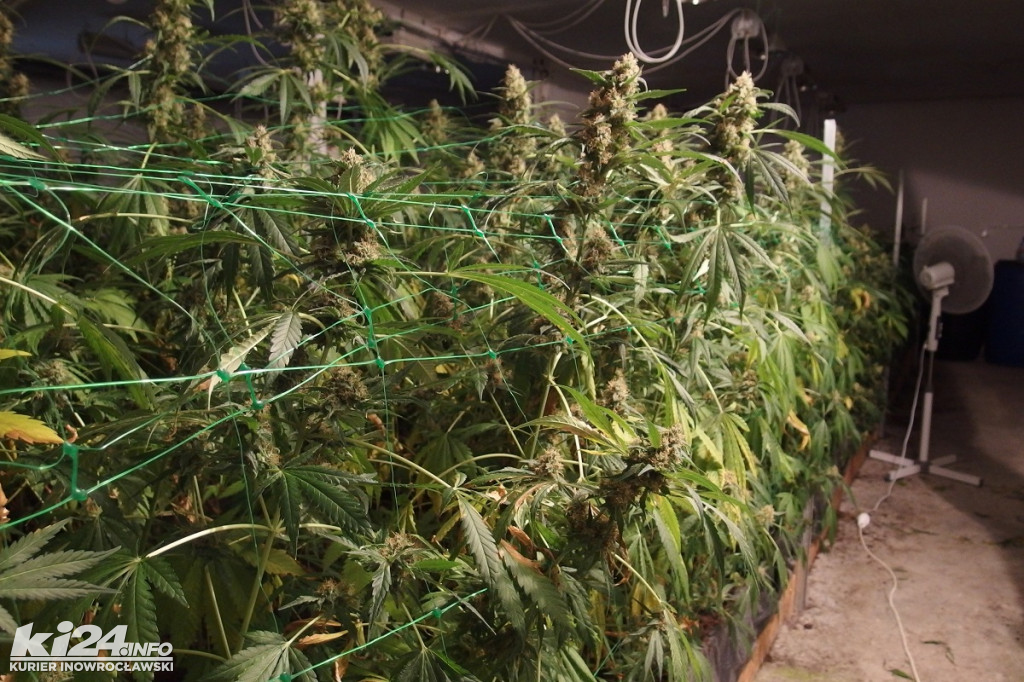 Plantacja marihuany w Kruszwicy