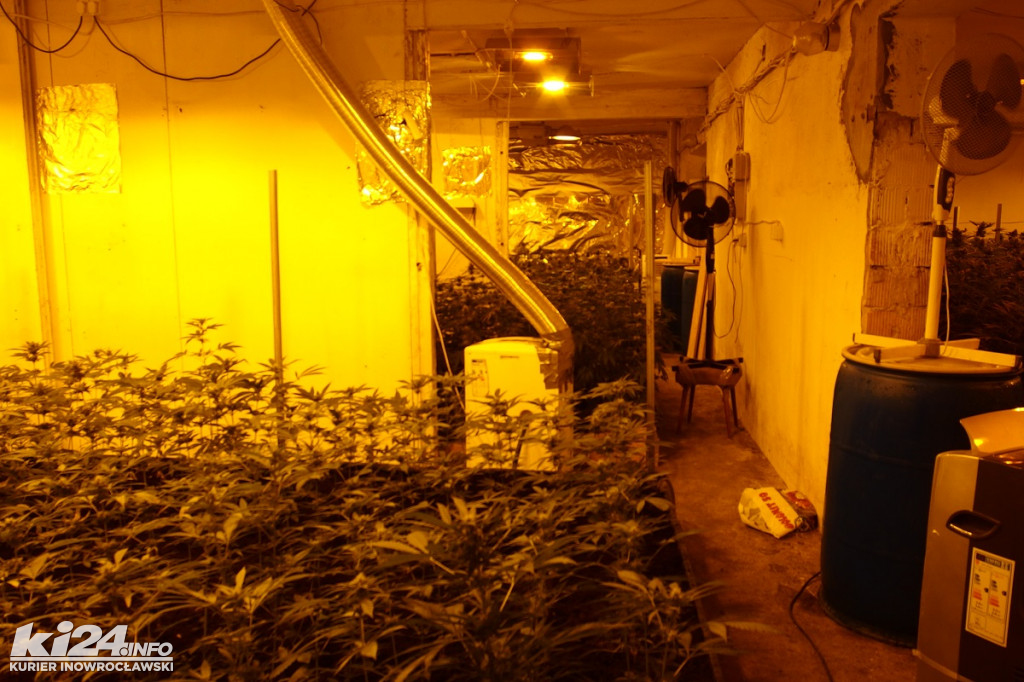 Plantacja marihuany w Kruszwicy