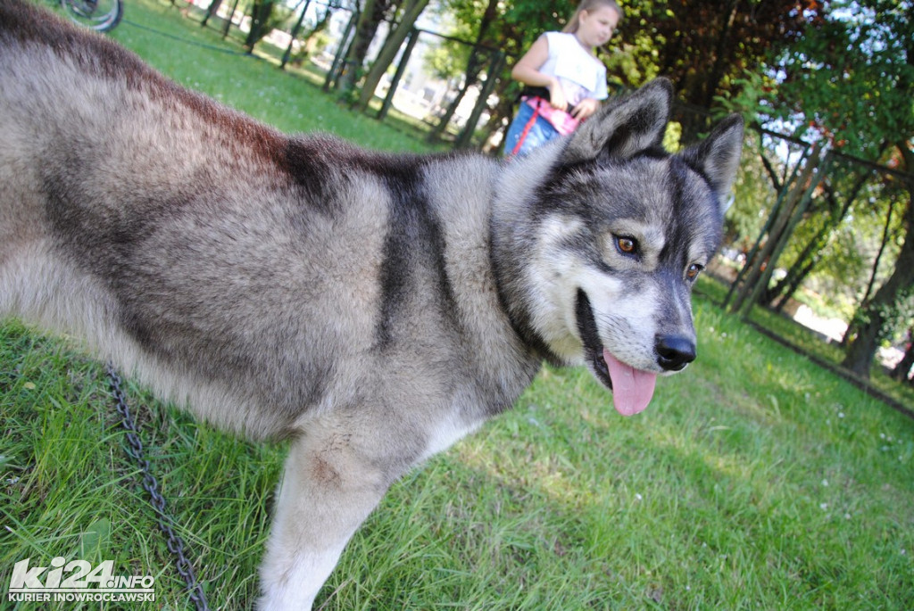 Święto kundelka