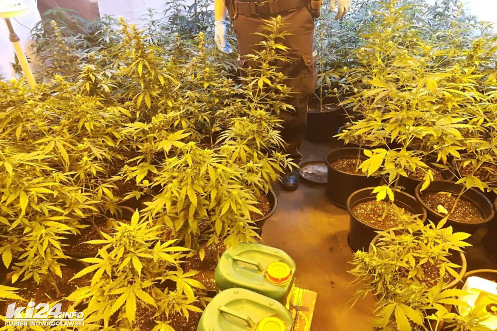 Dwóch braci zamieniło sklepy w plantacje konopi