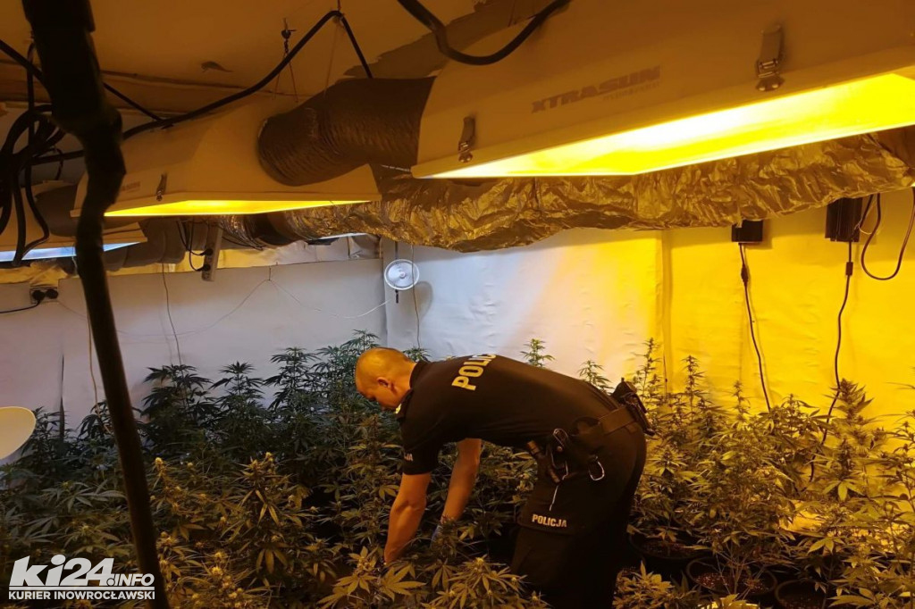 Dwóch braci zamieniło sklepy w plantacje konopi