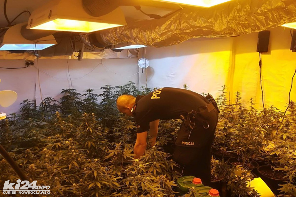 Dwóch braci zamieniło sklepy w plantacje konopi
