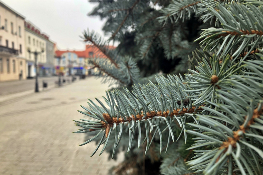 Choinka na inowrocławskim Rynku