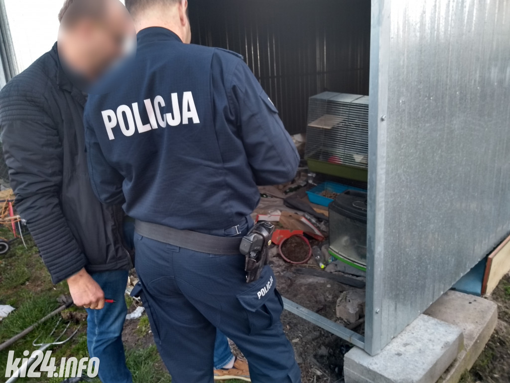 Żył rok z wrośniętą kolczatką
