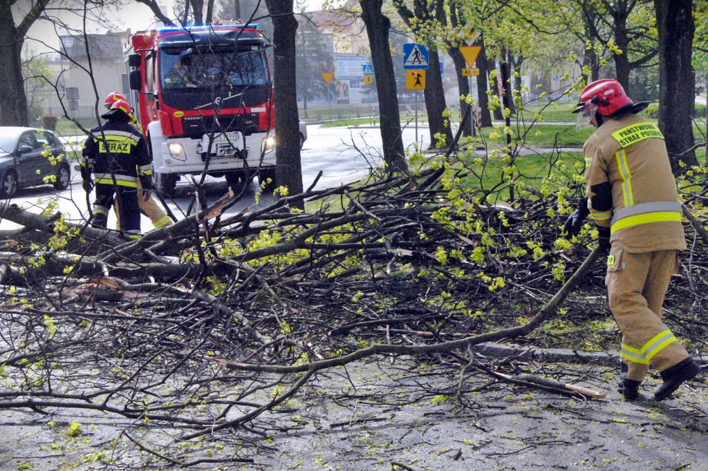 Powalone drzewo na Sikorskiego