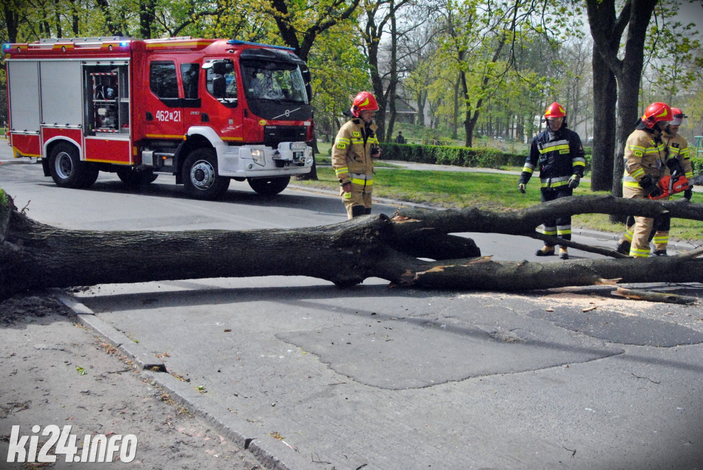 Powalone drzewo na Sikorskiego