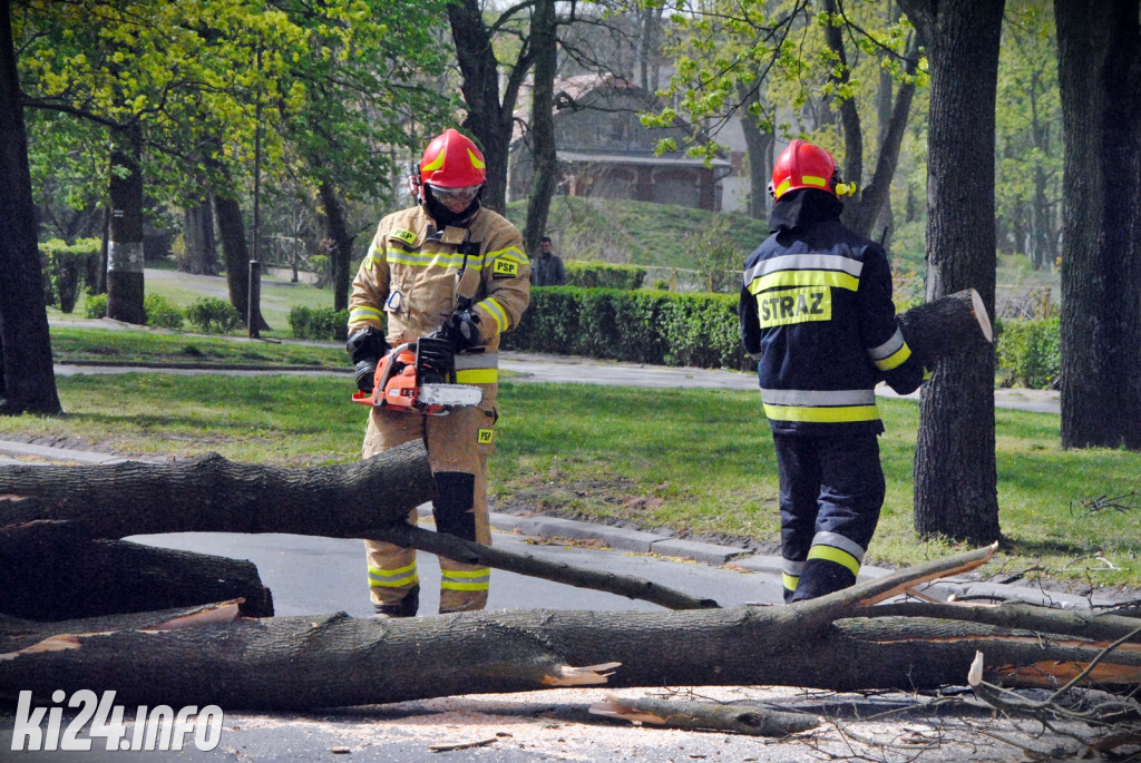 Powalone drzewo na Sikorskiego