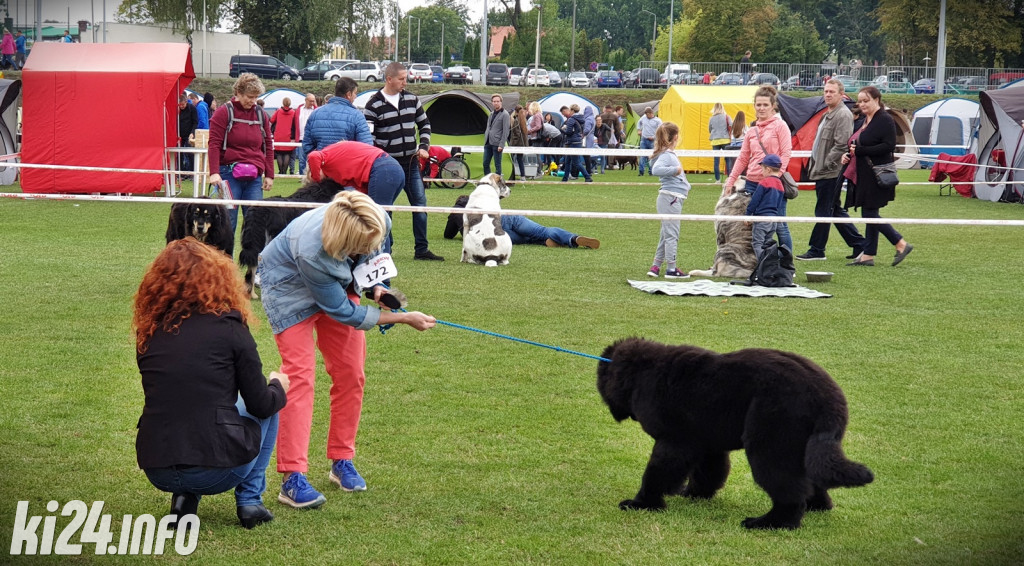 34. Krajowa Wystawa Psów Rasowych