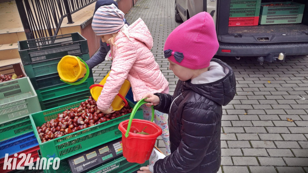 Kasztany dla kotów z przytuliska