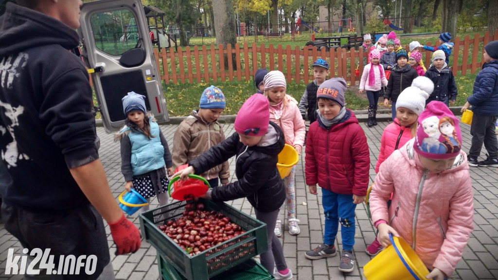 Kasztany dla kotów z przytuliska