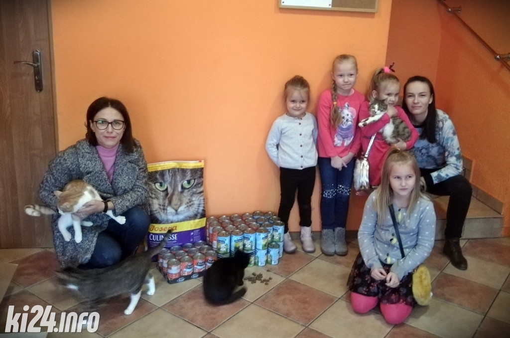 Kasztany dla kotów z przytuliska