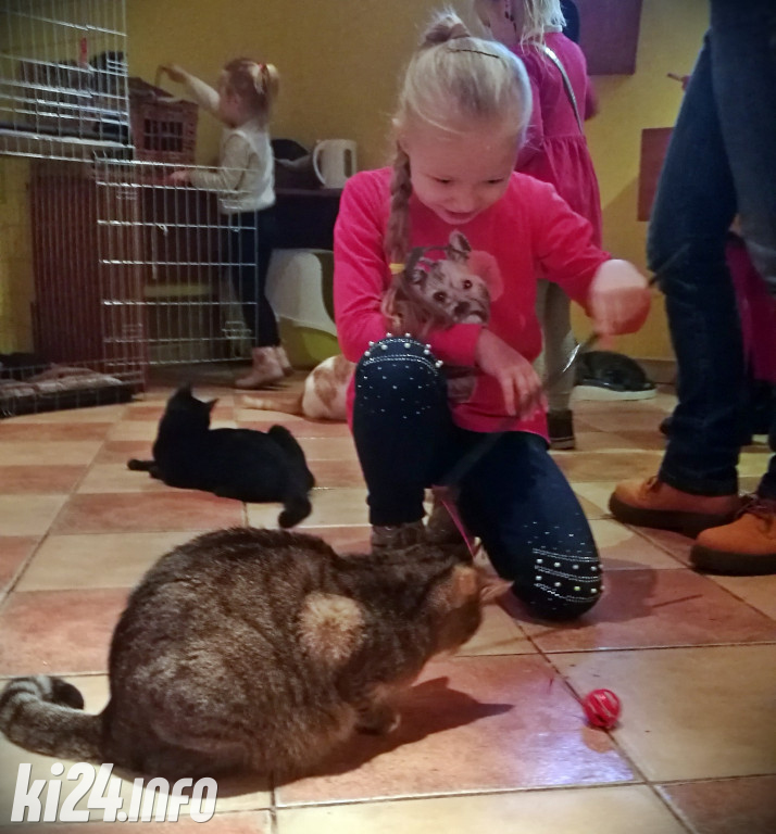 Kasztany dla kotów z przytuliska