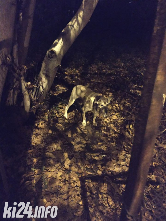 Straż Miejska pomaga zwierzętom