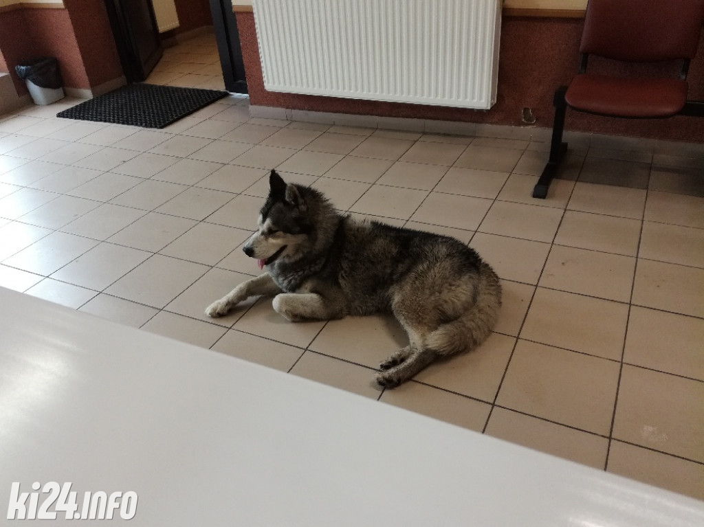 Straż Miejska pomaga zwierzętom