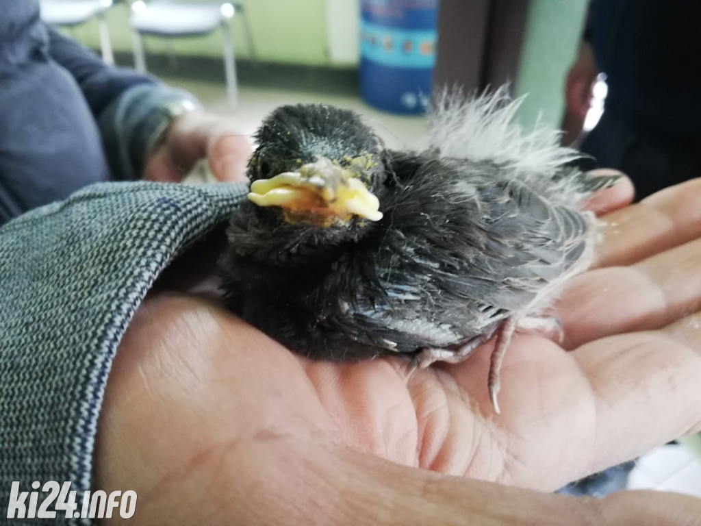 Straż Miejska pomaga zwierzętom