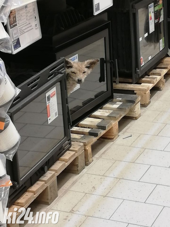 Straż Miejska pomaga zwierzętom