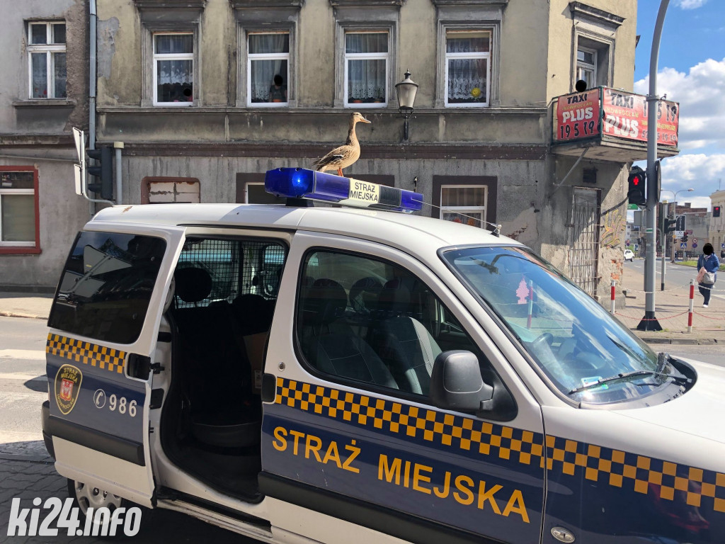 Straż Miejska pomaga zwierzętom