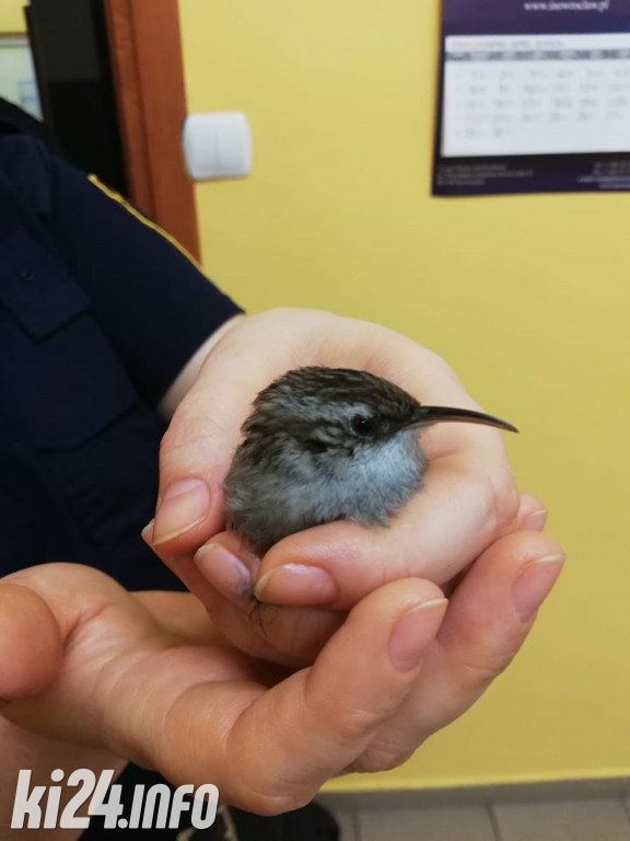 Straż Miejska pomaga zwierzętom