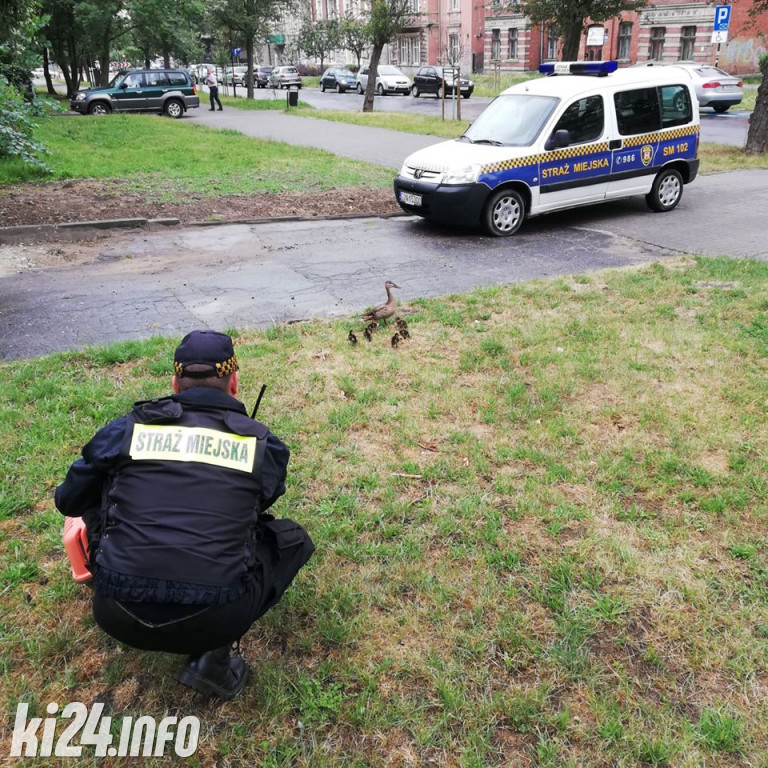 Straż Miejska pomaga zwierzętom