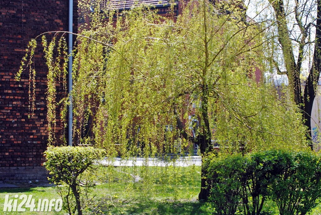 Inowrocław w wiosennej szacie