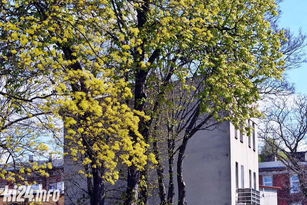 Inowrocław w wiosennej szacie