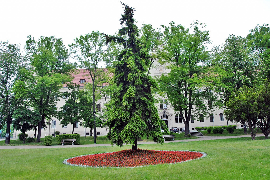 Inowrocław pełen kwiatów
