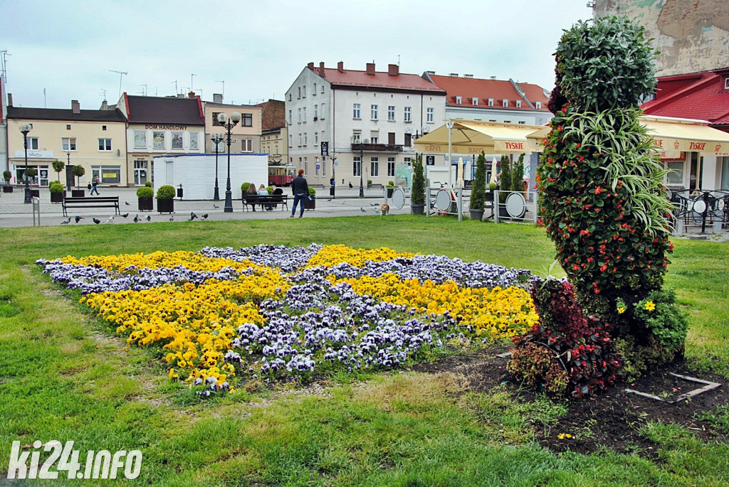 Inowrocław pełen kwiatów