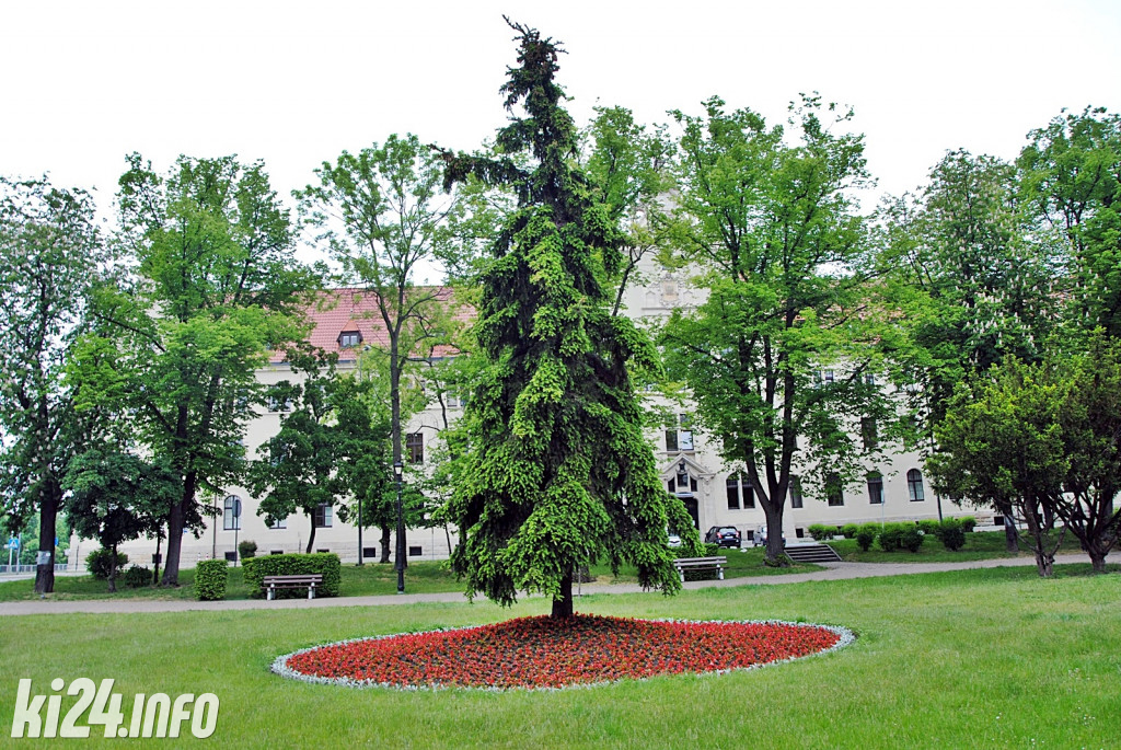 Inowrocław pełen kwiatów