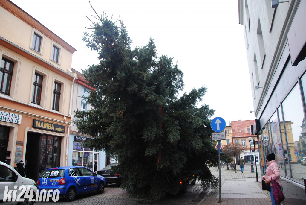 Bożonarodzeniowa choinka na inowrocławskim Rynku