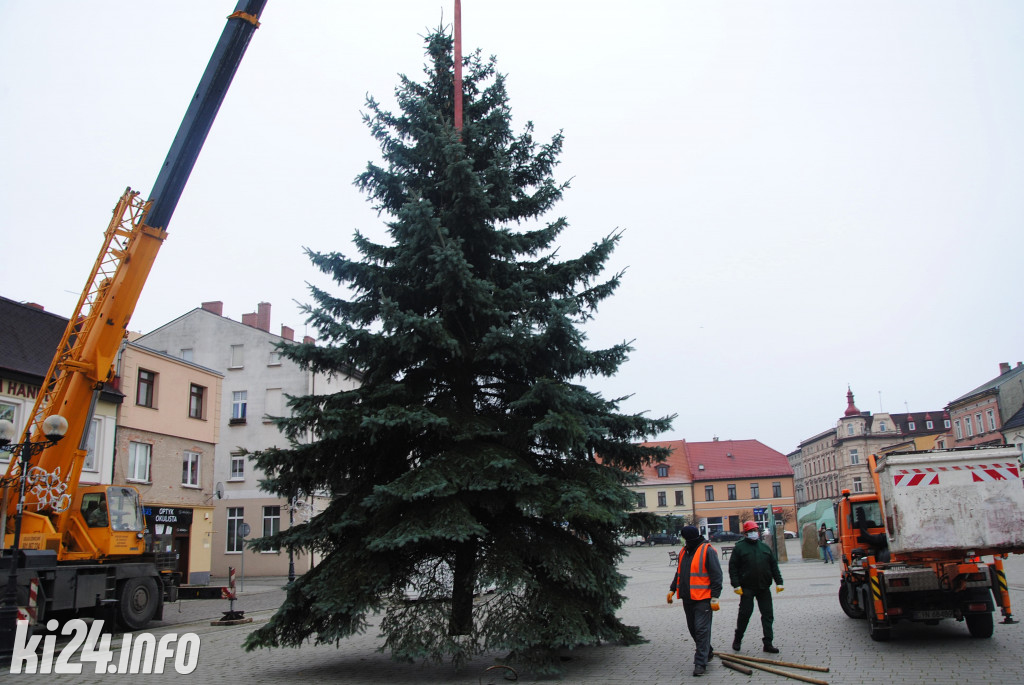 Bożonarodzeniowa choinka na inowrocławskim Rynku