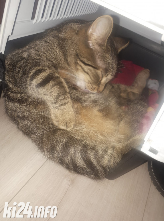 Inowrocławskie koty w obiektywie