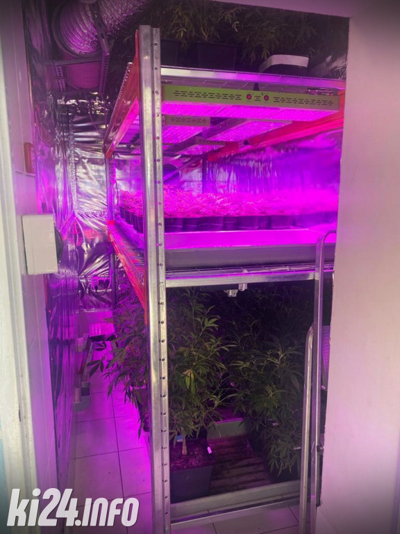 Plantacja marihuany pod Inowrocławiem
