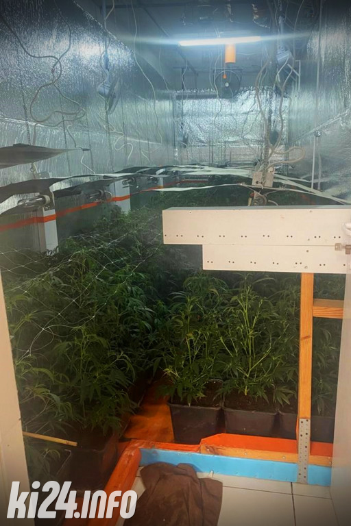 Plantacja marihuany pod Inowrocławiem