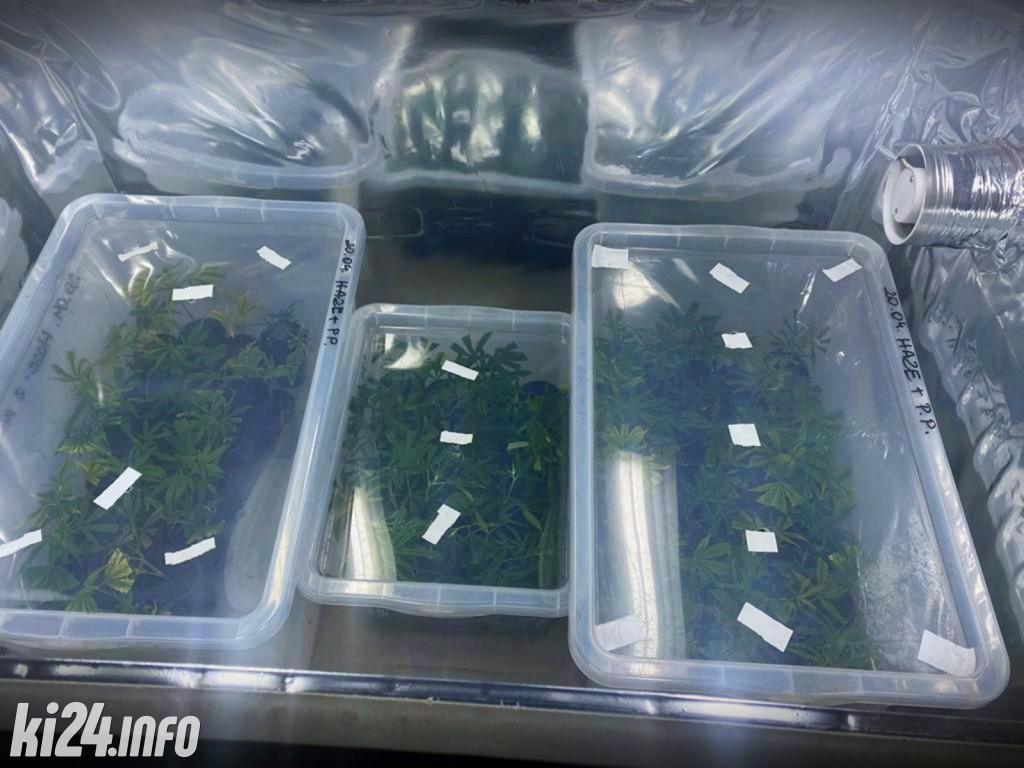 Plantacja marihuany pod Inowrocławiem