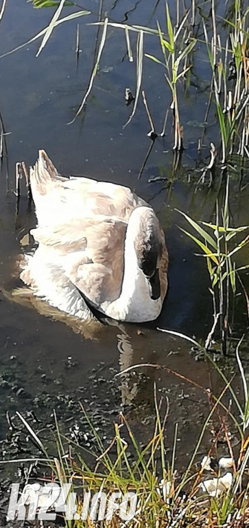 Operacja Łabędź