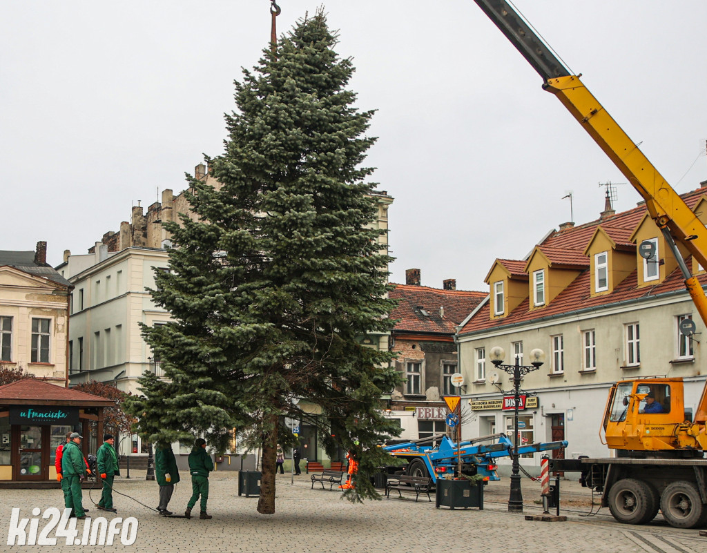 Choinka na inowrocławskim Rynku