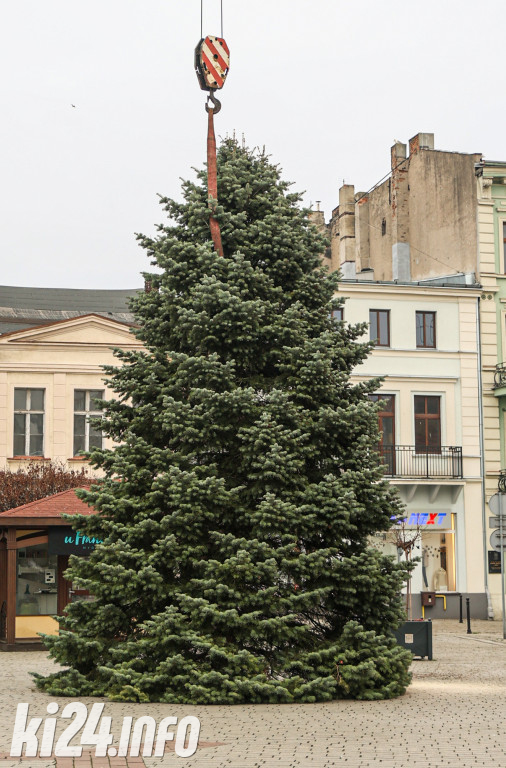 Choinka na inowrocławskim Rynku