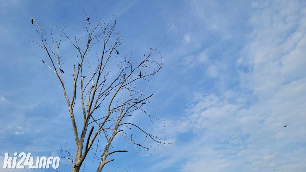 Przewiosłowali sto kilometrów