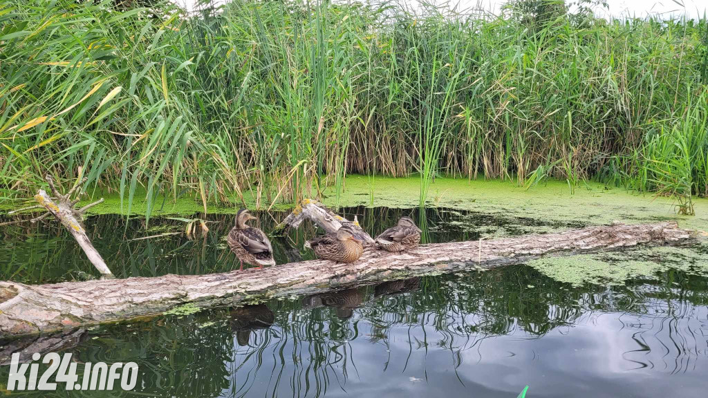 Przewiosłowali sto kilometrów