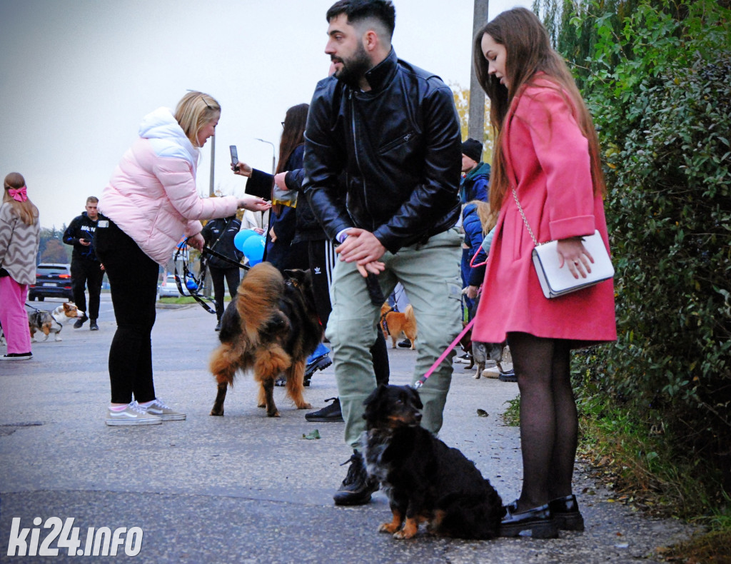 Wielka parada kundelków i adopciaków