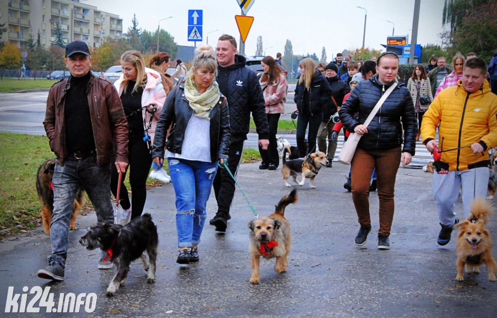 Wielka parada kundelków i adopciaków