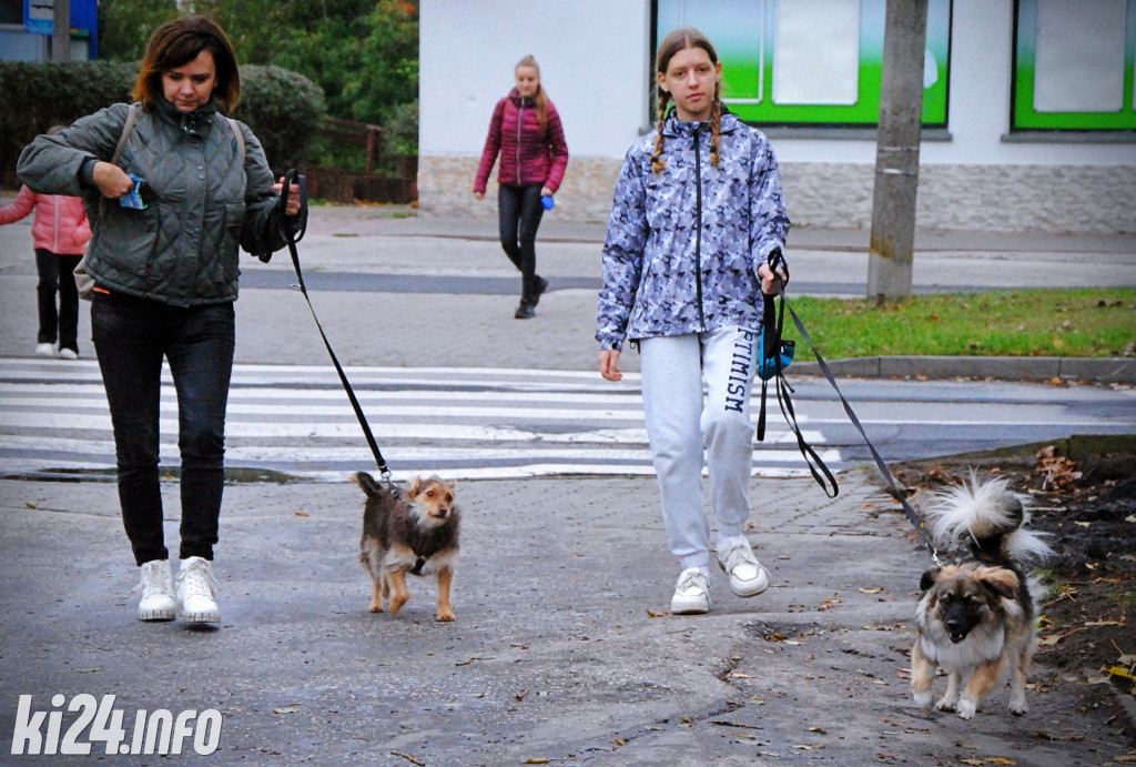 Wielka parada kundelków i adopciaków