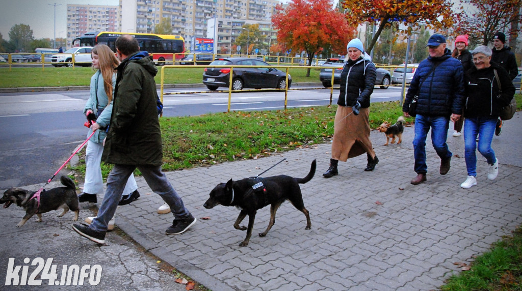 Wielka parada kundelków i adopciaków