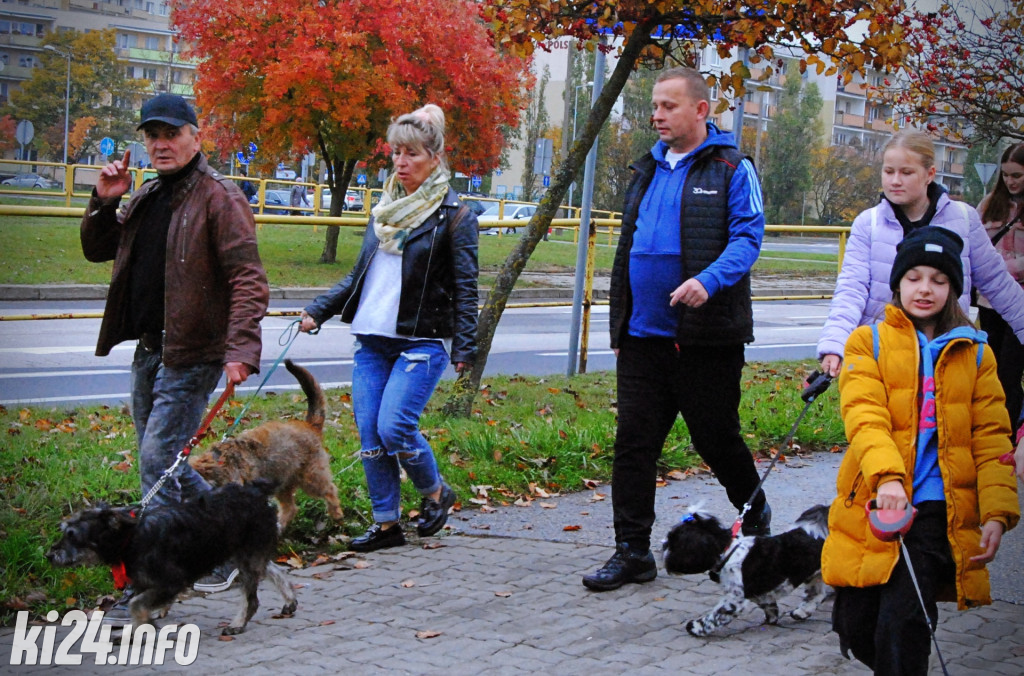 Wielka parada kundelków i adopciaków
